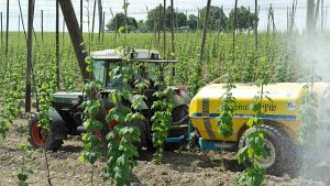 Junger Hopfen