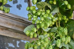 Hopfen wird nicht nur zur Bierherstellung verwendet