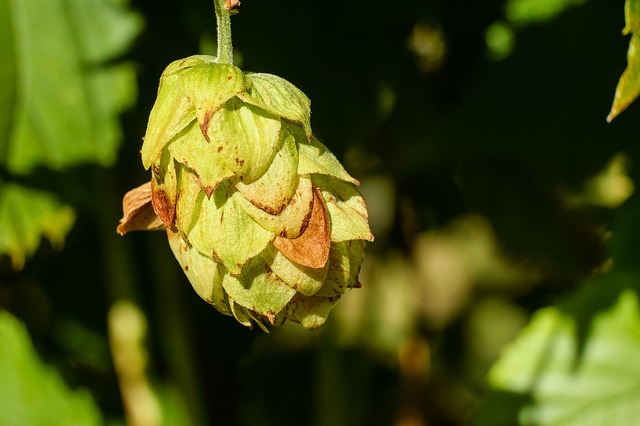 Hopfen